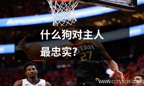 什么狗对主人最忠实?