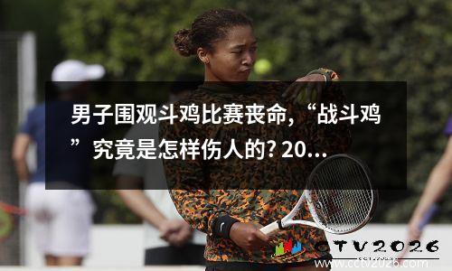 男子围观斗鸡比赛丧命,“战斗鸡”究竟是怎样伤人的? 2020年斗鸡比赛视频
