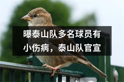 曝泰山队多名球员有小伤病，泰山队官宣