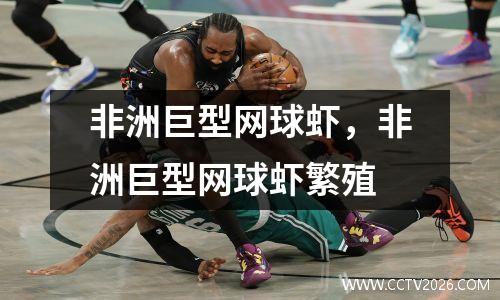 非洲巨型网球虾，非洲巨型网球虾繁殖