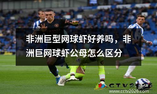 非洲巨型网球虾好养吗，非洲巨网球虾公母怎么区分