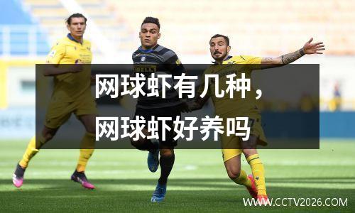 网球虾有几种，网球虾好养吗