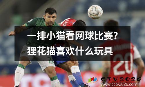 一排小猫看网球比赛？狸花猫喜欢什么玩具