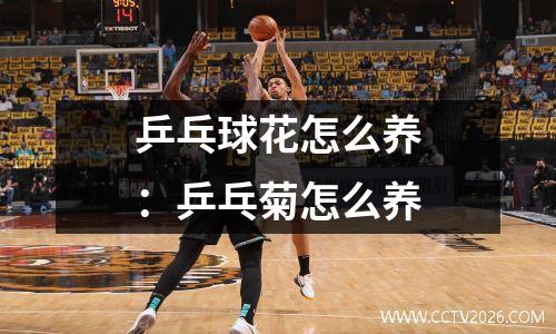 乒乓球花怎么养：乒乓菊怎么养