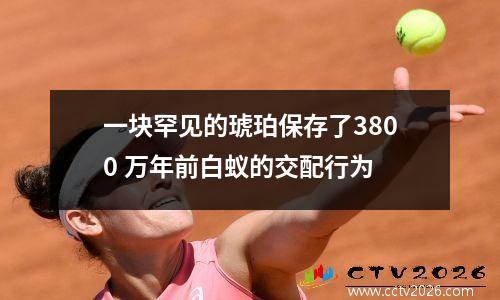 一块罕见的琥珀保存了3800 万年前白蚁的交配行为