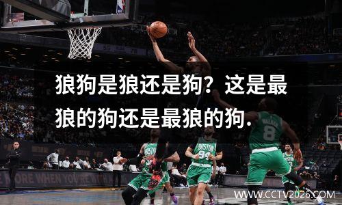 狼狗是狼还是狗？这是最狼的狗还是最狼的狗.