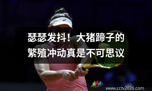 瑟瑟发抖！大猪蹄子的繁殖冲动真是不可思议