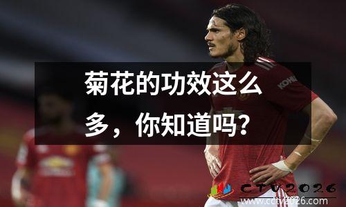 菊花的功效这么多，你知道吗？