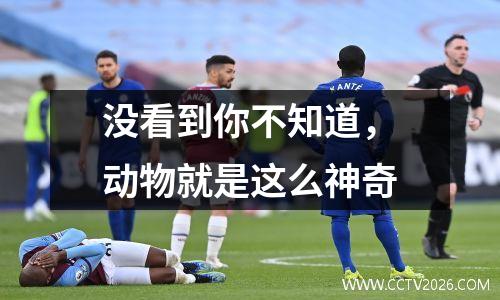 没看到你不知道，动物就是这么神奇