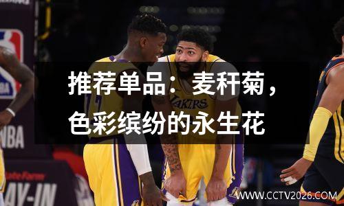 推荐单品：麦秆菊，色彩缤纷的永生花