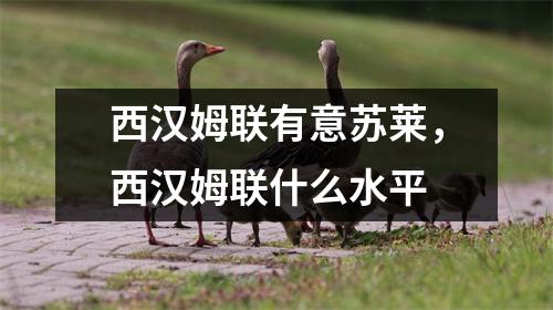 西汉姆联有意苏莱，西汉姆联什么水平