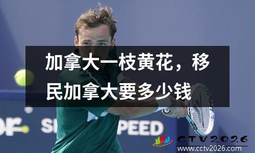 加拿大一枝黄花，移民加拿大要多少钱