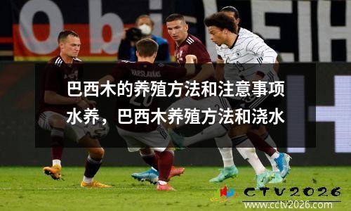 巴西木的养殖方法和注意事项水养，巴西木养殖方法和浇水