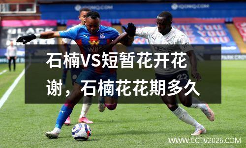 石楠VS短暂花开花谢，石楠花花期多久