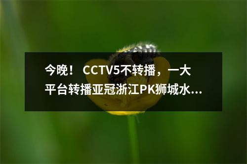 今晚！ CCTV5不转播，一大平台转播亚冠浙江PK狮城水手，中超球员上场