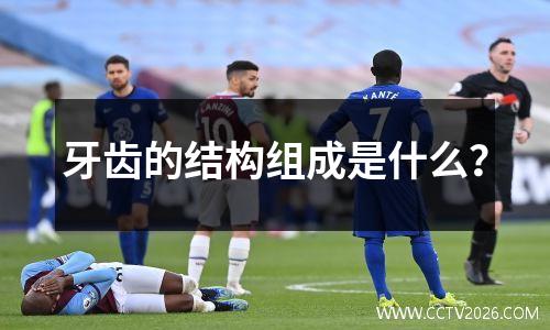 牙齿的结构组成是什么？