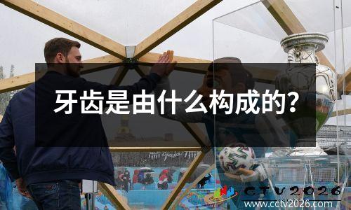 牙齿是由什么构成的？